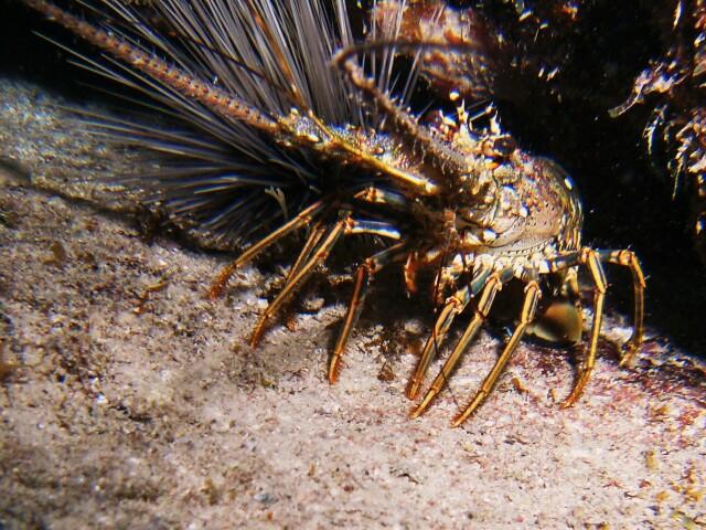 Lobster Cozumel