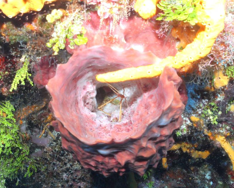 Spidercrab Cozumel