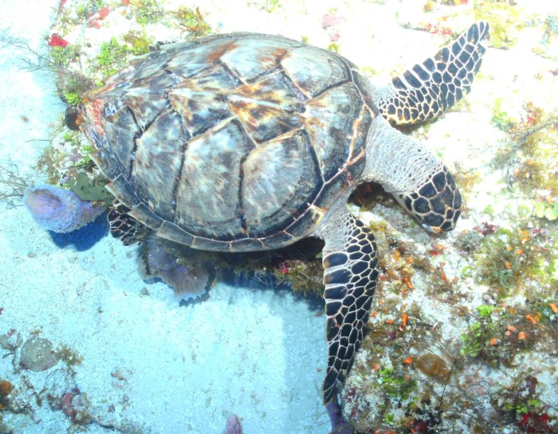 Sea Turtle Cozumel