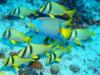 Queen AngelFish, PorkFish Cozumel