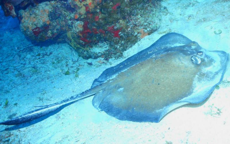 Sting Ray Cozumel