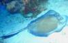 Sting Ray Cozumel