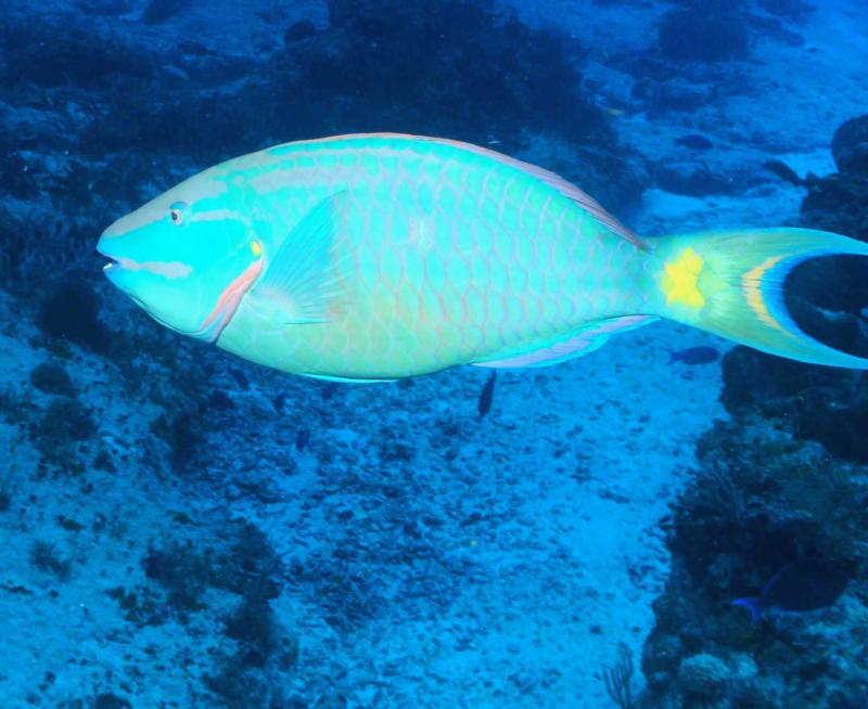 Parrot Fish Cozumel