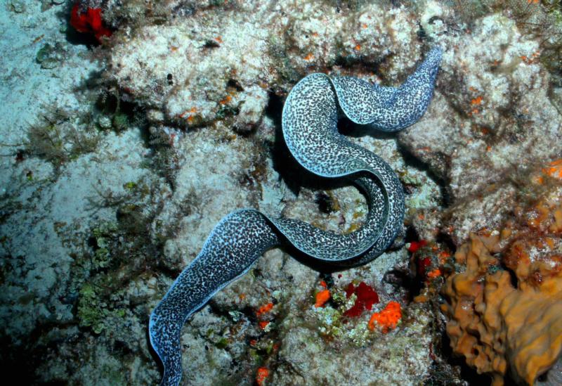 Spotted Moray Cozumel