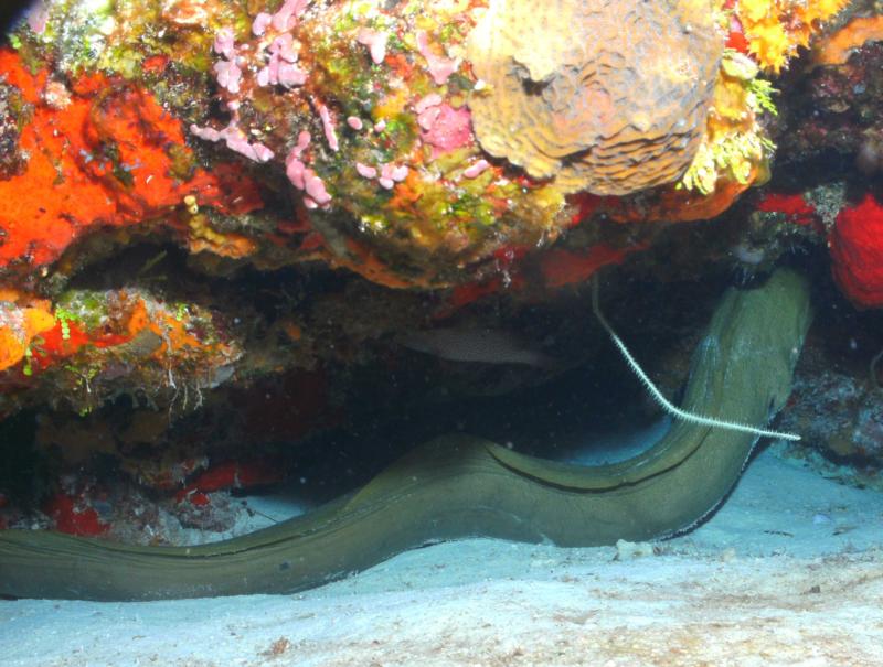 Huge Green Moray Cozumel