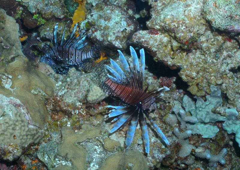 Lion Fish Cozumel