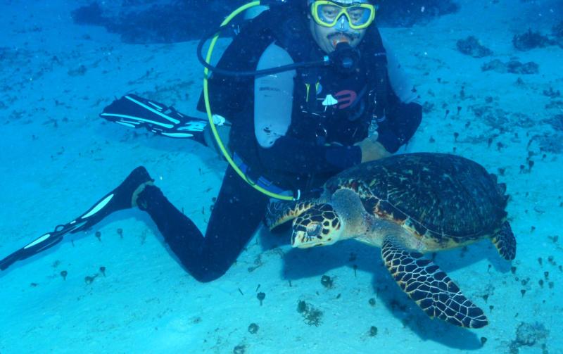 Sea Turtle Cozumel