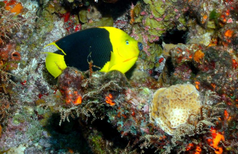 Rock Beauty Cozumel