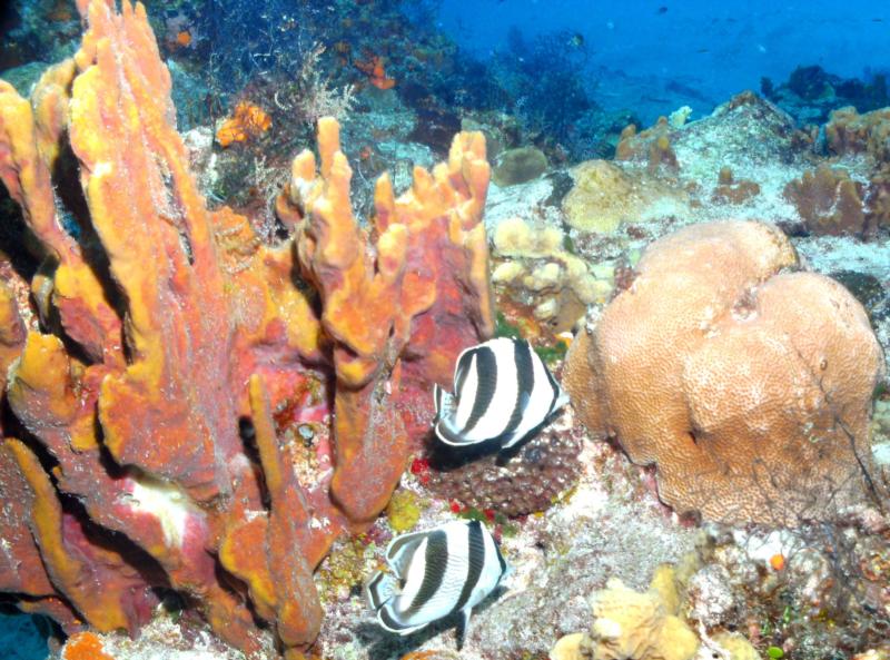 Butterfly fish Cozumel