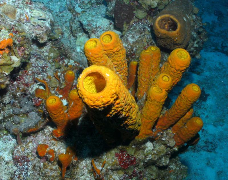 Tube Sponges Cozumel