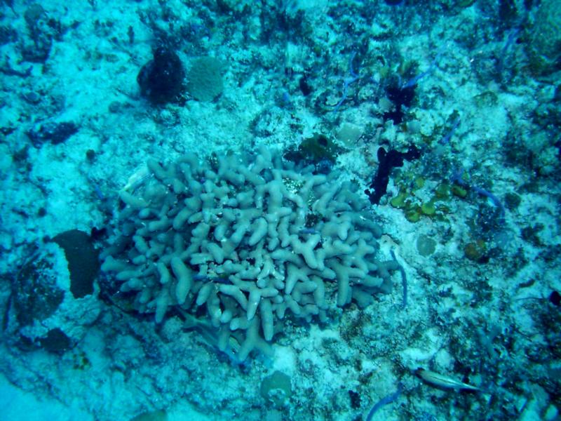 Staghorn Coral