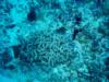 Staghorn Coral