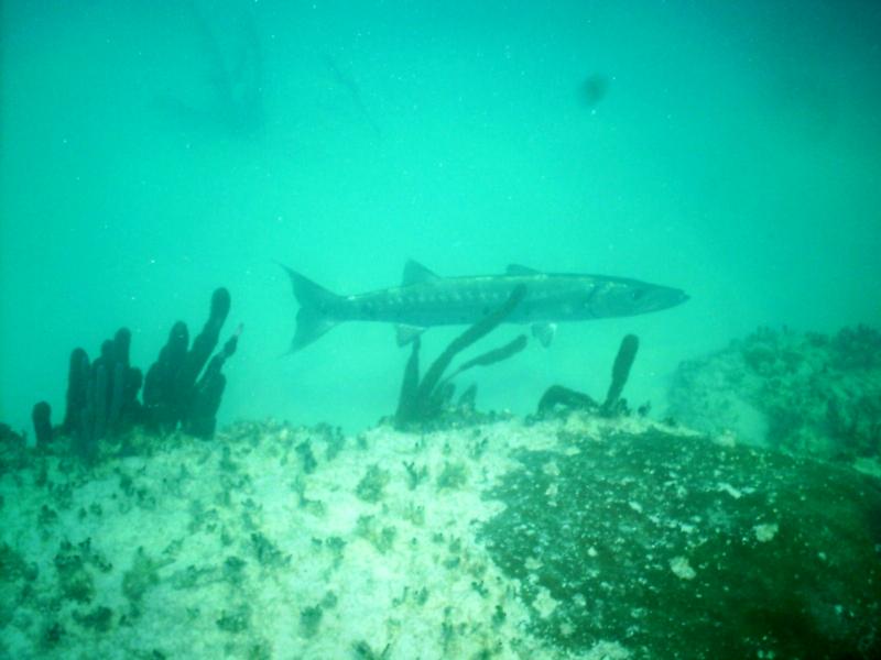 Baracuda checking out the Bimini Stones