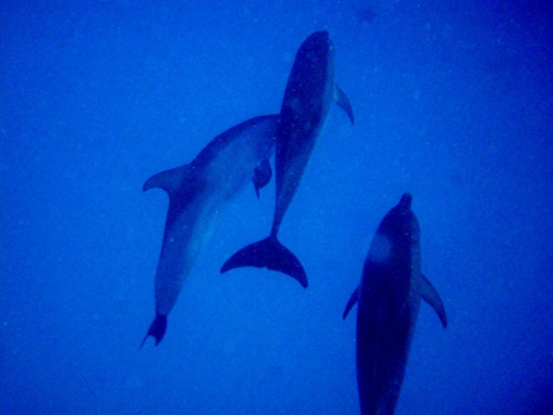 Snorkling with wild spotted Dolfins adventure (Bimini)
