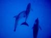 Snorkling with wild spotted Dolfins adventure (Bimini)