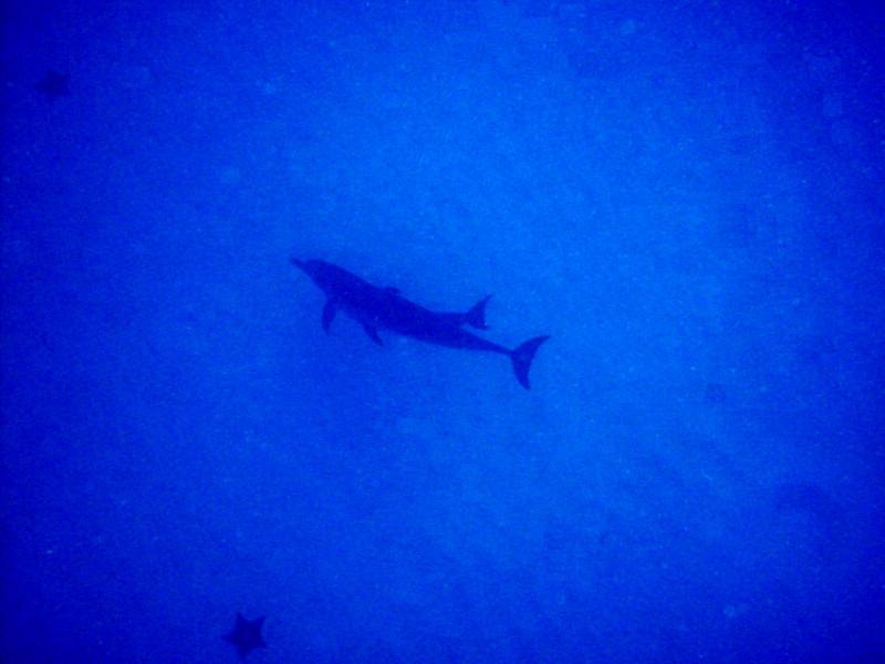 Snorkling with wild spotted Dolfins adventure (Bimini)