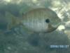 Pretty fish