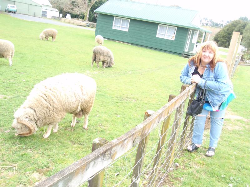 Cute but smelly (the sheep) in NZ