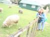 Cute but smelly (the sheep) in NZ