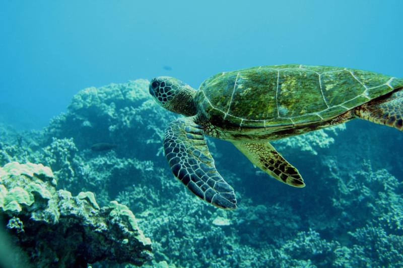 turtle in Kona