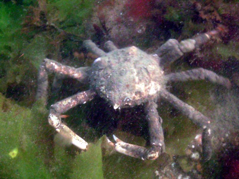 Old crab_ Bayville, NY_2008 