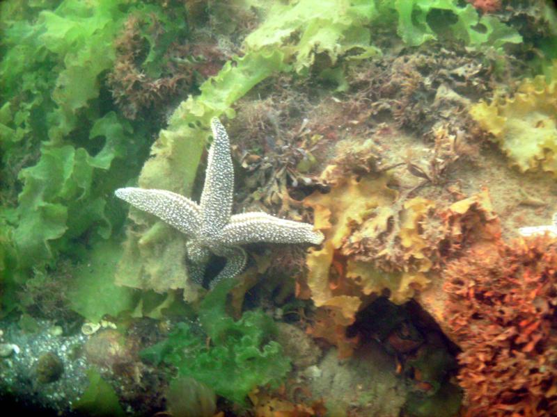 starfish_Bayville, NY_2008 