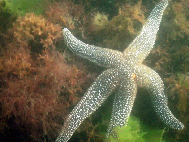 another starfish _Bayville, NY_2008 