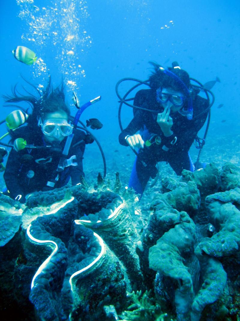 Giant clams - Manado 2007