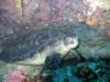Turtle posing - Manado 2007