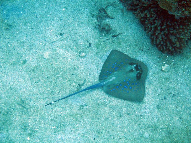 Blue spotted ray - Bangka Island 2008