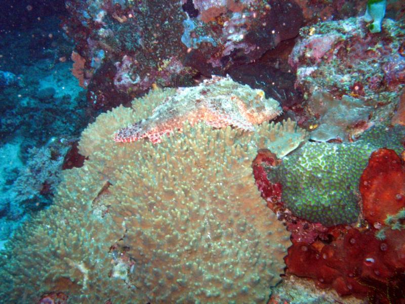 Stone fish - Bangka Island 2008