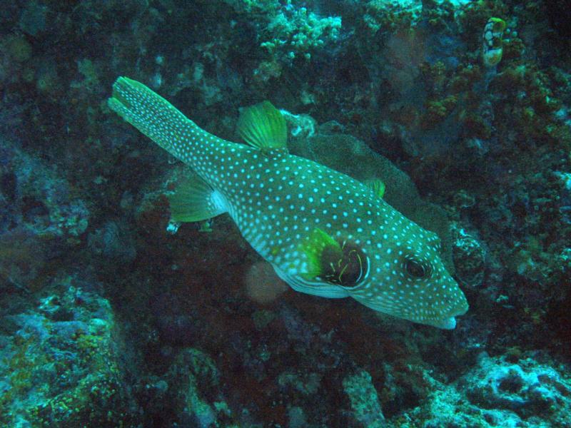 Puffer fish - Bangka Island 2008