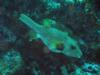 Puffer fish - Bangka Island 2008