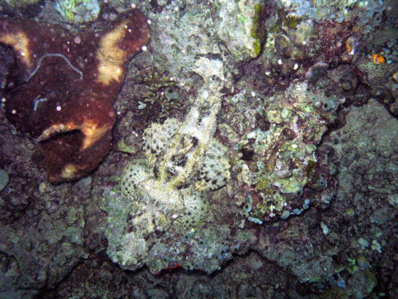 Crocodille fish - Bangka Island 2008