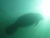 Manatee