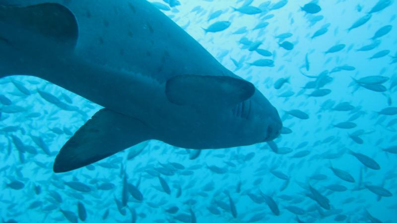 Sand Tiger off Morehead NC