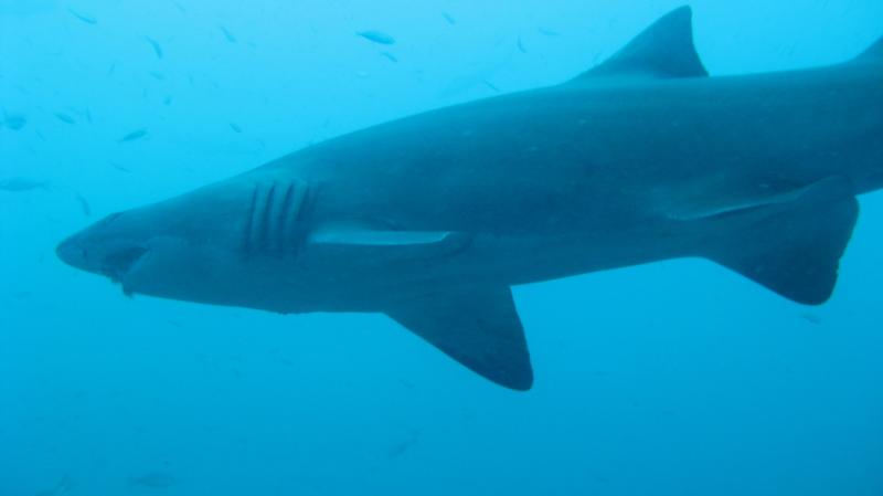 Sand Tiger off Morehead NC