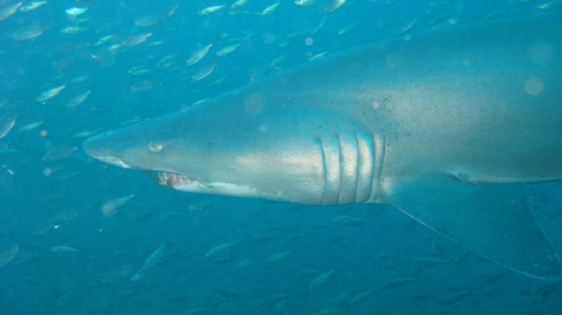 Sand Tiger off Morehead NC