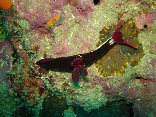 nudibranch