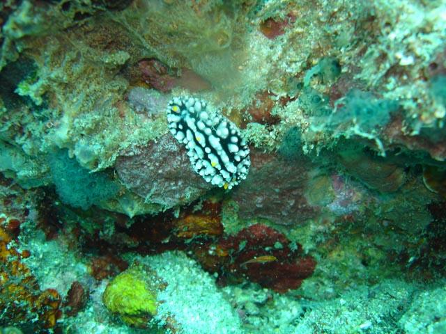 nudibranch2