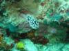 nudibranch2