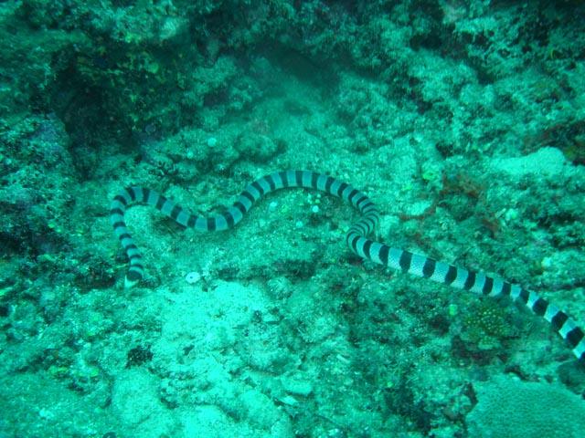 sea snake