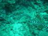 sea snake