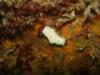 Nudibranch3