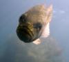 the incredible mr limpid