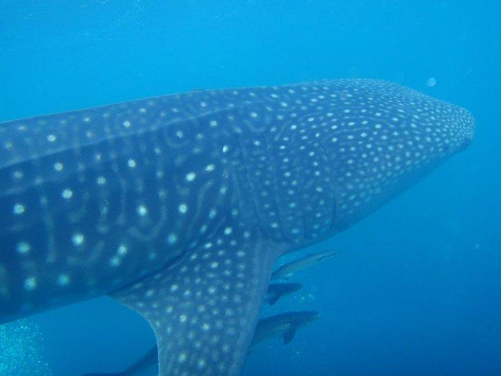 Whale shark in Destin