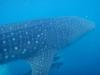 Whale shark in Destin