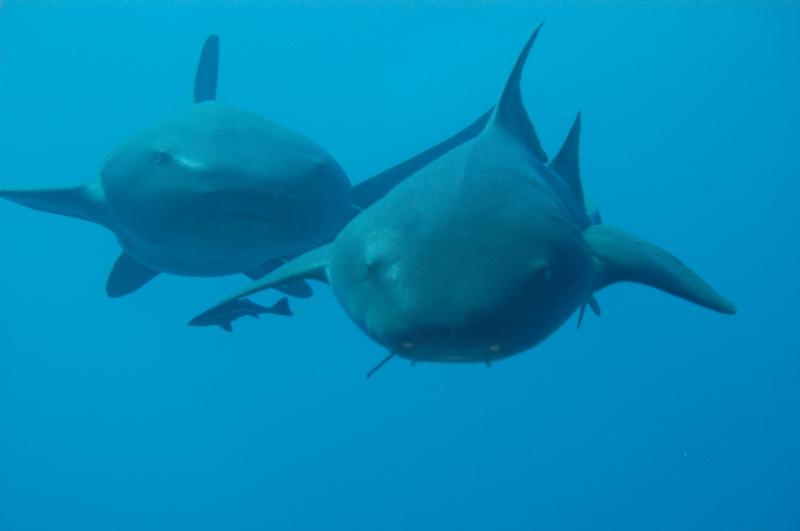 Nurse Sharks