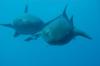 Nurse Sharks