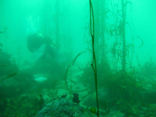 Kelp Forrest 